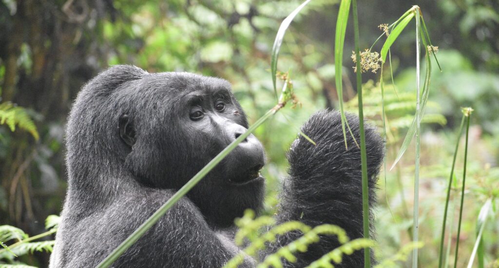 10-Day Rwanda Gorilla Trekking & Mount Kilimanjaro Hiking Tour