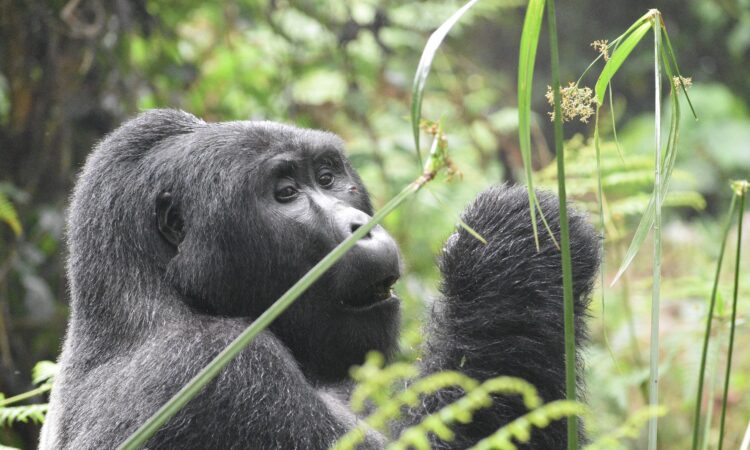 10-Day Rwanda Gorilla Trekking & Mount Kilimanjaro Hiking Tour