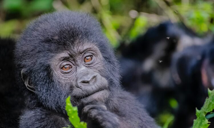 10-Day Uganda Gorilla Trekking & Mount Kilimanjaro Tour