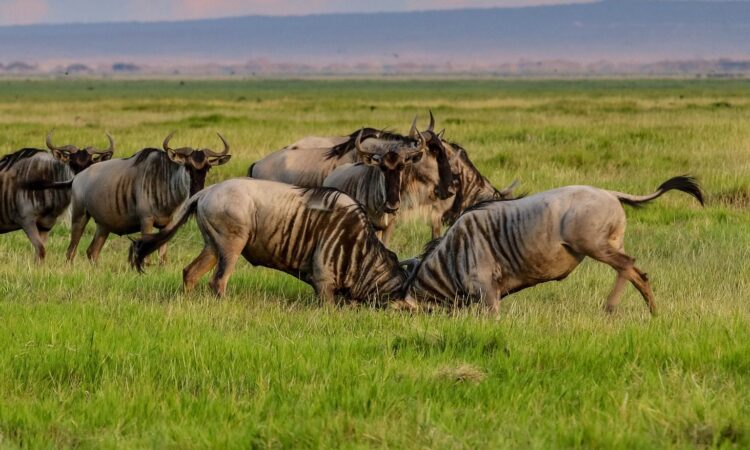 12-Day Kenya Wildlife Safari & Kilimanjaro Hiking Tour