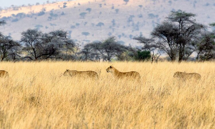 12-Day Serengeti, Ngorongoro & Kilimanjaro Hiking Tour