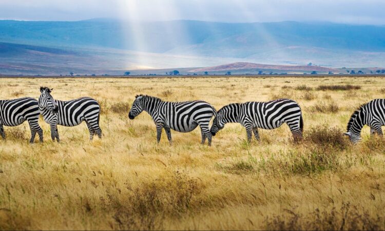 15-Day Tanzania Wildlife & Kilimanjaro Hiking Safari Tour