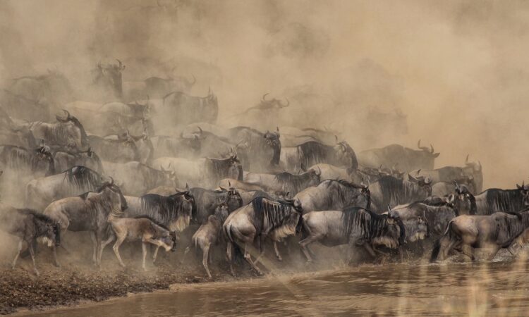 15-Day Wildebeest Migration & Kilimanjaro Trekking Tour