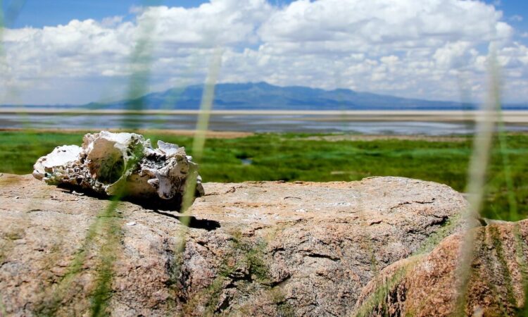 Lake Manyara National Park - Travel Guide, Map & More