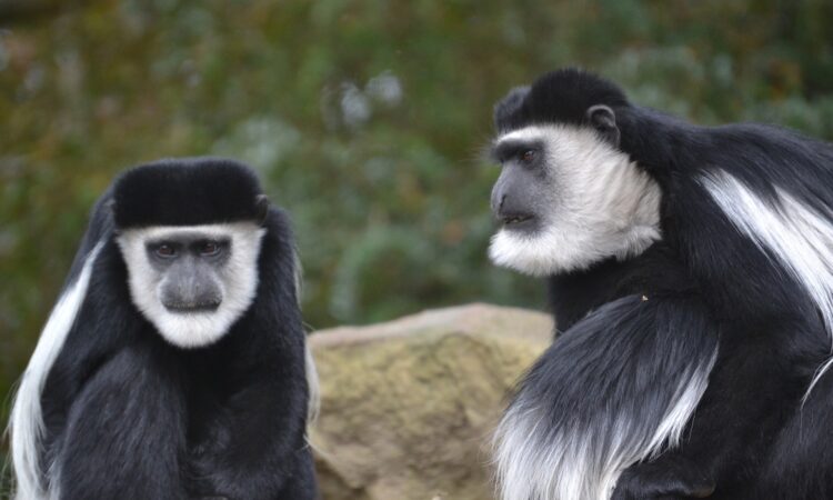 Monkeys on Mount Kilimanjaro - Trekking Options, Species & More