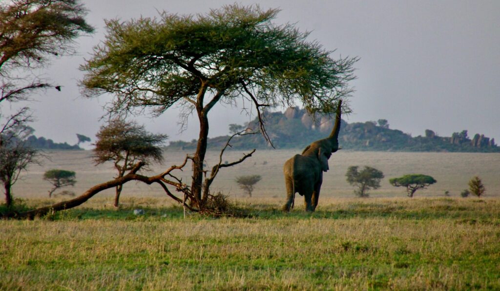 Serengeti National Park - Travel Guide, Map & More