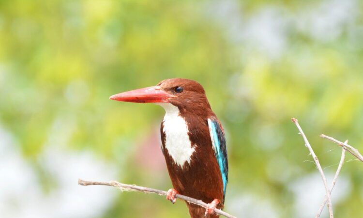 The Birds of Mount Kilimanjaro (Birding & Bird Species)