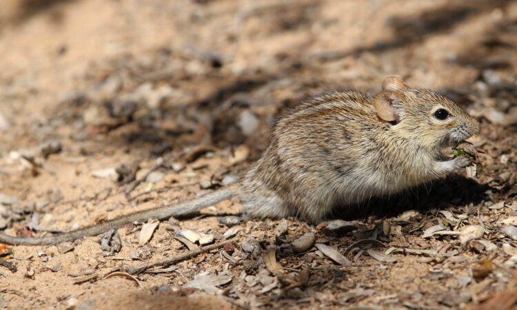 The Four-striped Grass Mouse on Mount Kilimanjaro in Tanzania