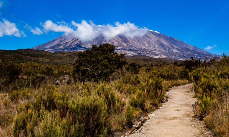 The Vegetation of Mount Kilimanjaro in Tanzania