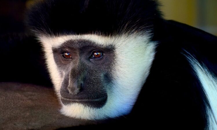 Wildlife/Animals on Mount Kilimanjaro National Park